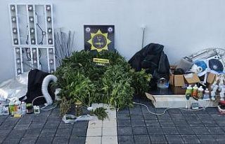 Türkiye genelindeki kenevir operasyonunda Ayvalık’ta...