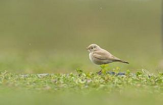 Türkiye’de ilk kez ’Küçük Çöl Toygarı’...
