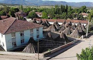 Türkiye’nin kenevir merkezi ilan edilen ilçede...