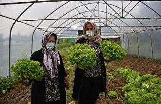 Tuzla’da 65 yaş üstü büyükler, kendi yetiştirdikleri...