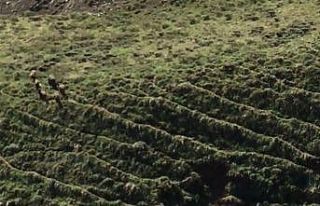 Uçkun toplayan vatandaşlar domuz sürüsünü görüntüledi