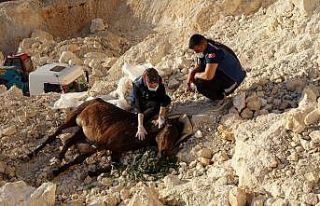 Uçurumdan düşen atı itfaiye kurtardı
