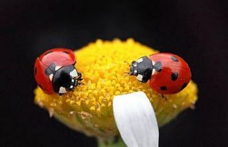 Uğur böceklerinden görsel şölen