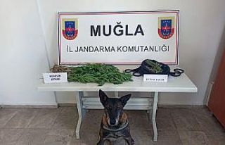 Ula’da kenevir operasyonu