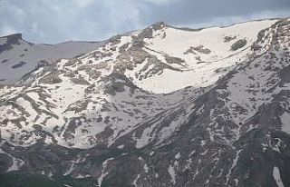 Ülkedeki göçerler Şırnak yaylalarına akın ediyor
