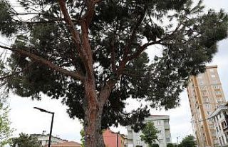 Ümraniye’de kuşlar yuvasız kalmıyor