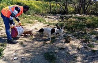 Ünye Belediyesi sokak hayvanlarını unutmadı