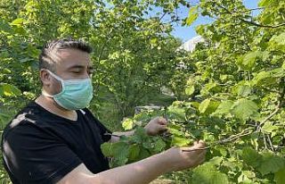 Üreticinin gözü fındık dalında