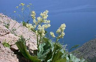 Uzmanlardan yayla muzu (uşkun) uyarısı