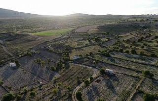 Üzümüyle meşhur İncesu’da bağlar yeşerdi