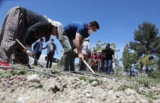 Vali Arslantaş tarlada çalışan kadınlarla çapa...