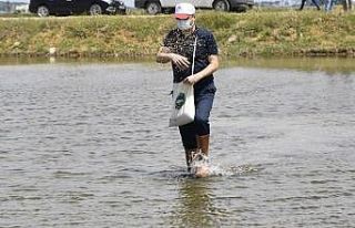 Vali Canalp, Türkiye’nin çeltik ambarı ilçede...