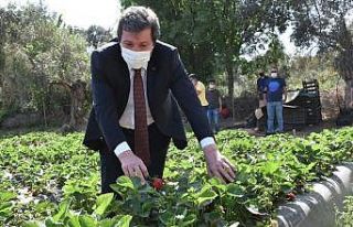 Vali Tavlı, Milas’ta Tarım Üreticilerini Ziyaret...