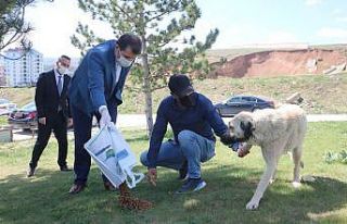 Vali yavru kurtları elleriyle besledi