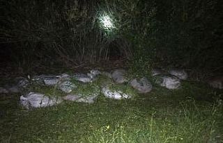 Van’da 2,5 ton kaçak avlanmış inci kefali ele...