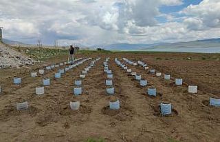 Vanlı çiftçi, 100 adet pet bidonla sera kurdu