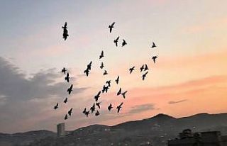 Vatandaşlar tam kapanmada zamanını damda kuşlarla...