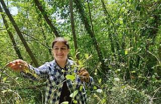 Vatandaşların melocan toplama zamanı başladı