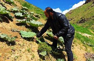 Vatandaşların “yayla muzu” mesaisi