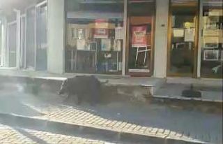 Yaban domuzu ilçe merkezinde gezdi, görenler şaşırdı