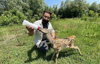 Yaban hayat onlardan soruluyor