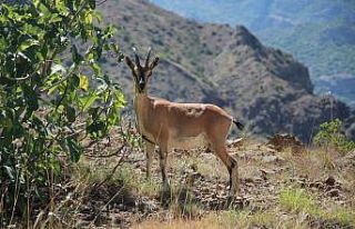 Yaban keçileri Munzur dağlarına güzellik katıyor