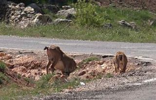 Yaban keçileri tuz için karayoluna iniyor