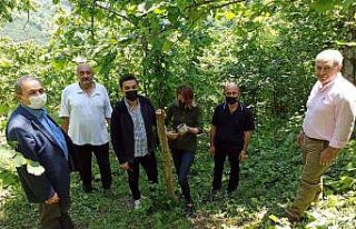 Yabani cevizler ekonomiye kazandırılıyor