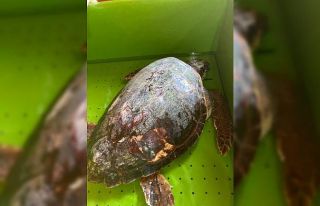Yaralı bulunan deniz kaplumbağası tedaviye alındı