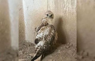 Yaralı halde bulunan şahin tedavi altına alındı