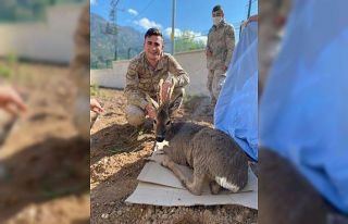 Yaralı karacaya Jandarma şefkati