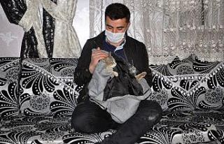 Yaralı kediye şefkat eli