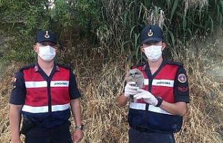 Yaralı kukumav baykuş tedavi altına alındı