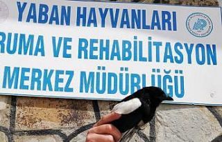 Yaralı kuşlar tedavi altına alındı