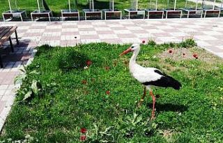 Yaralı leylek sağlığına kavuştu