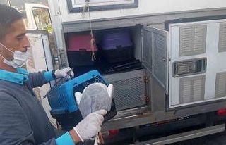 Yaralı martının imdadına Ümraniye Belediyesi...