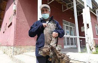 Yaralı şahine belediye personeli sahip çıktı