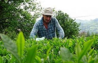 Yaş çay sezonu açıldı