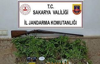 ‘Yasadışı Kenevir’ operasyonunda 1 tutuklama