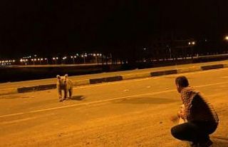 Yavru boz ayıları eliyle besledi
