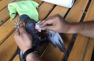 Yavru kaya güvercini tedavi altına alındı