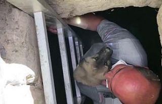 Yavru köpek, kendisini kurtaran itfaiye erini duygulandırdı