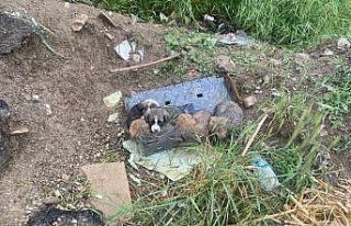 Yavru köpekler bakıma alındı