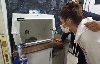 Yavru tilkinin tedavisini gözyaşları ile izlediler