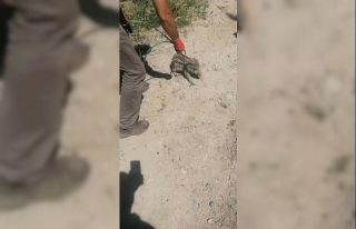 Yavru yaban domuzu böyle kurtarıldı