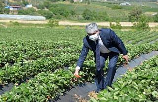 Yayladağı çileğinin yüzde 80’i ihraç ediliyor