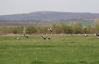 Yazın müjdecisi leylekler objektiflere poz verdi