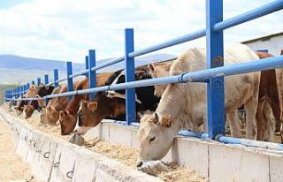 Yem fiyatları arttı, kurbanlık fiyatları yerinde...