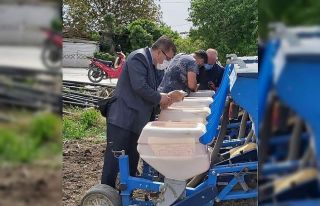Yerli ve milli mısır ve ayçiçek tohumları toprak...