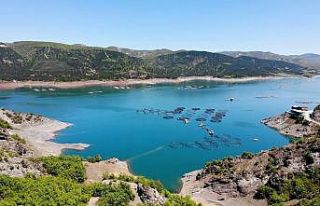 Yılda 5 bin 500 ton üretiliyor, yurt dışına gönderiliyor